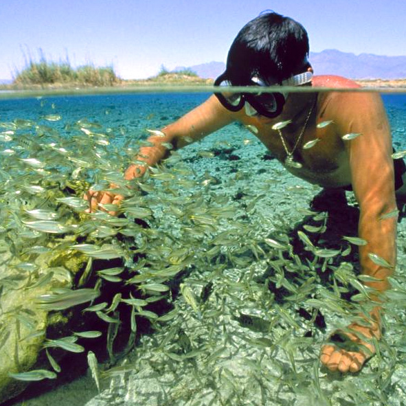 Buceo y Snorkel en Coahuila